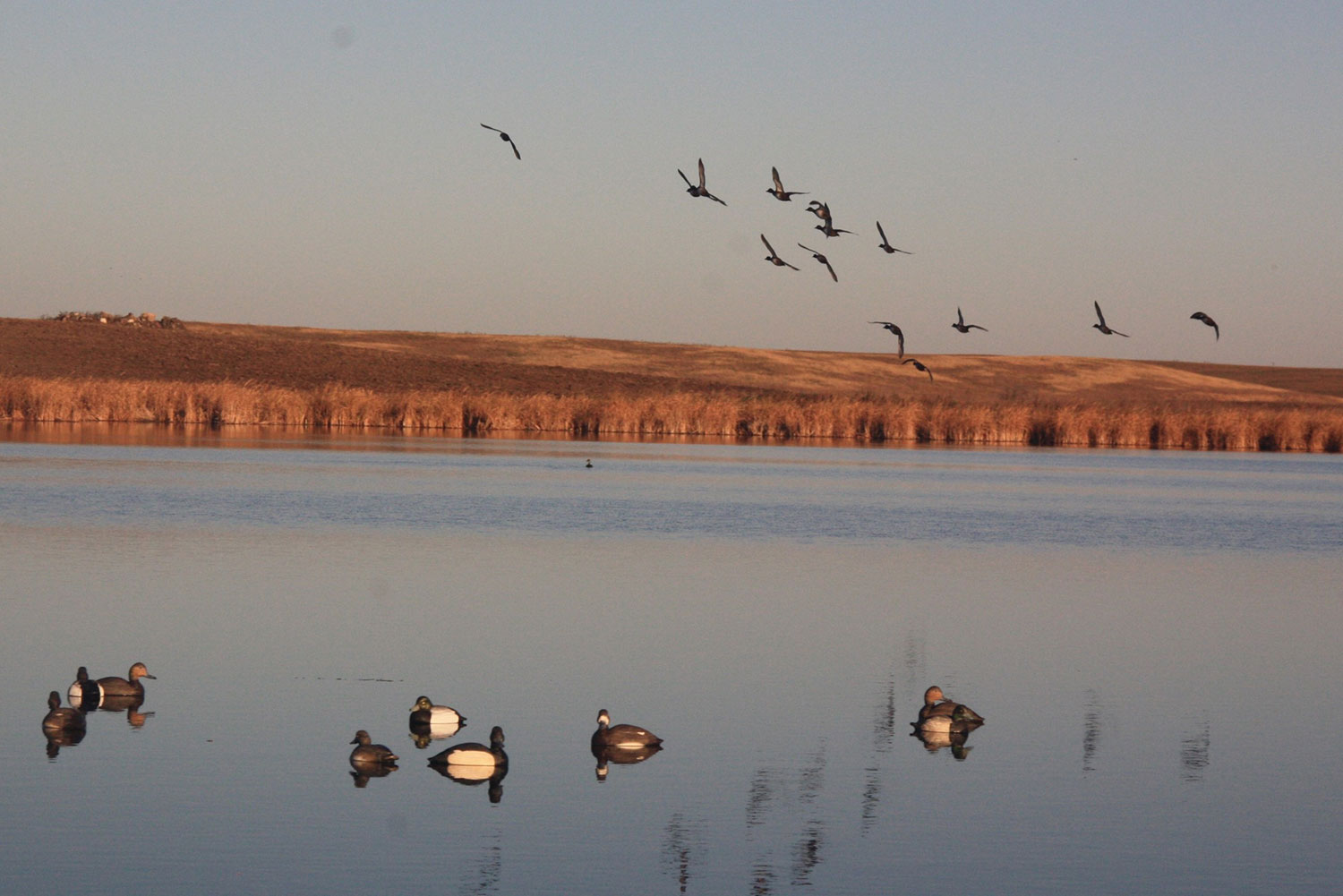 Ducks flying over wetland with decoys in the water