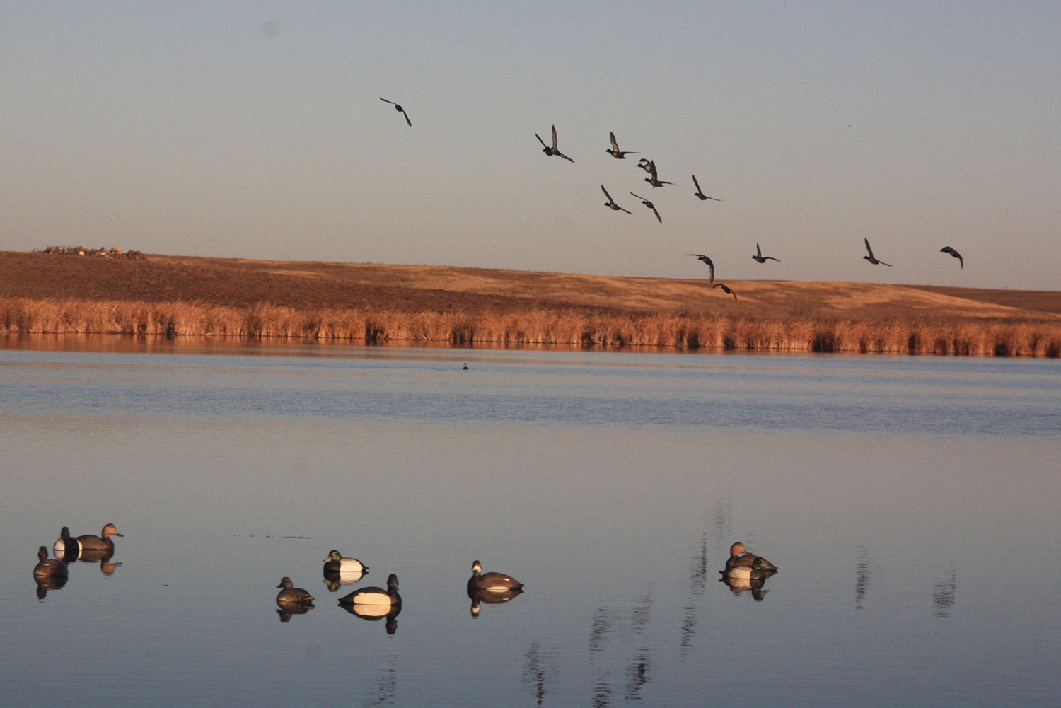 Ducks flying over wetland with decoys in the water
