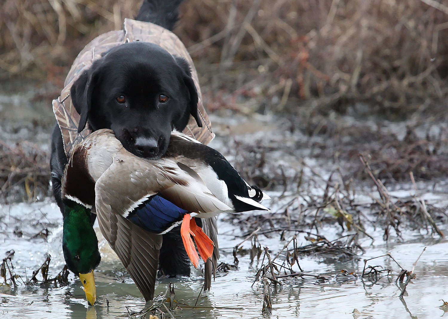 Jacket wearing dog holding duck