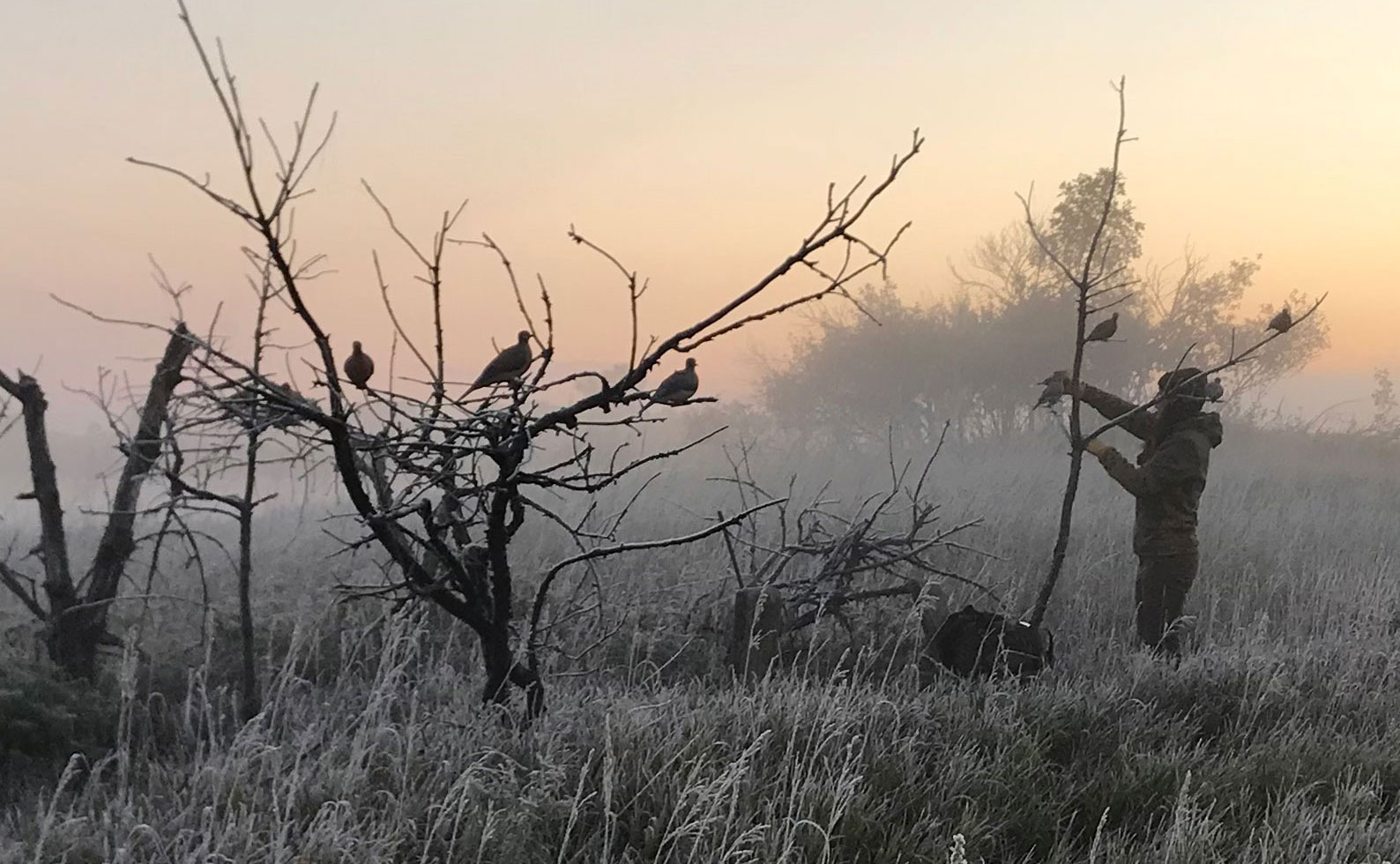 Hunter setting up dove decoys