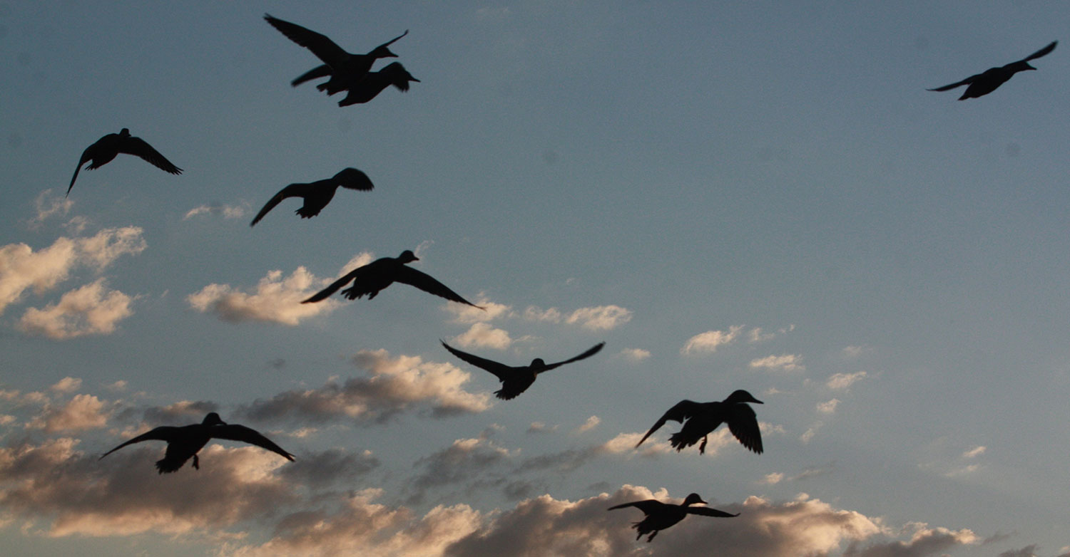 Flying ducks in low light