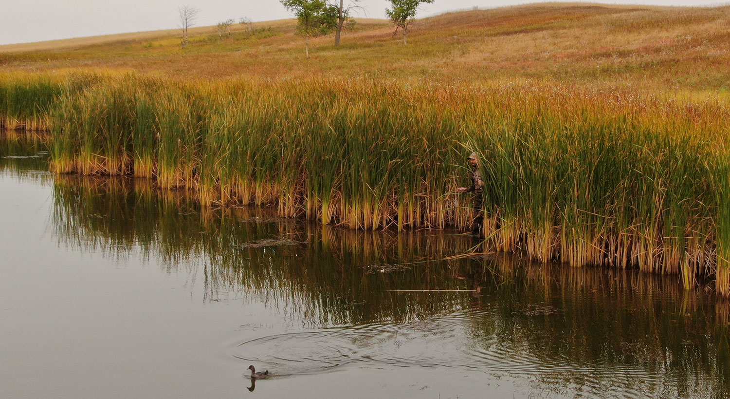 Hunter standing in cattails at water's edge