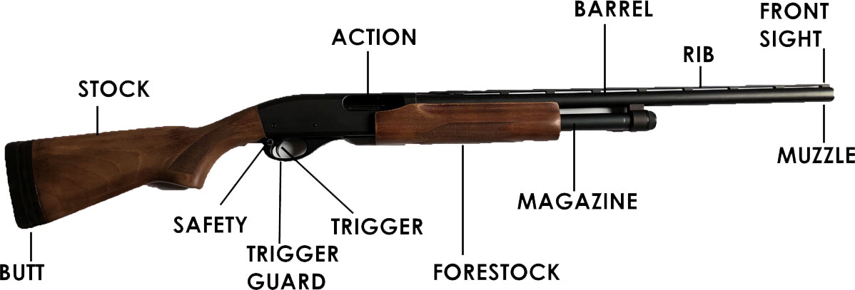 Photo of a shotgun with its main parts labeled