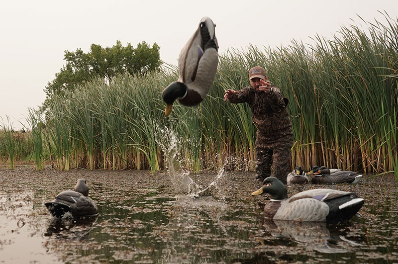 Man throwing duck decoys into the water