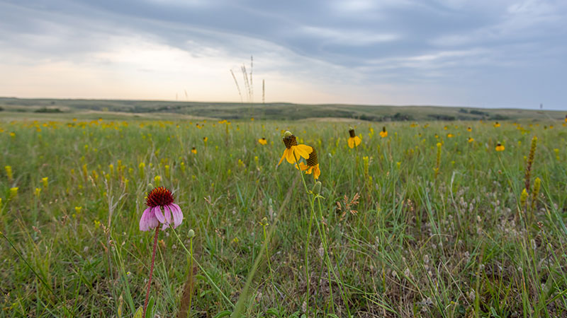 Wildflowers on the prairie
