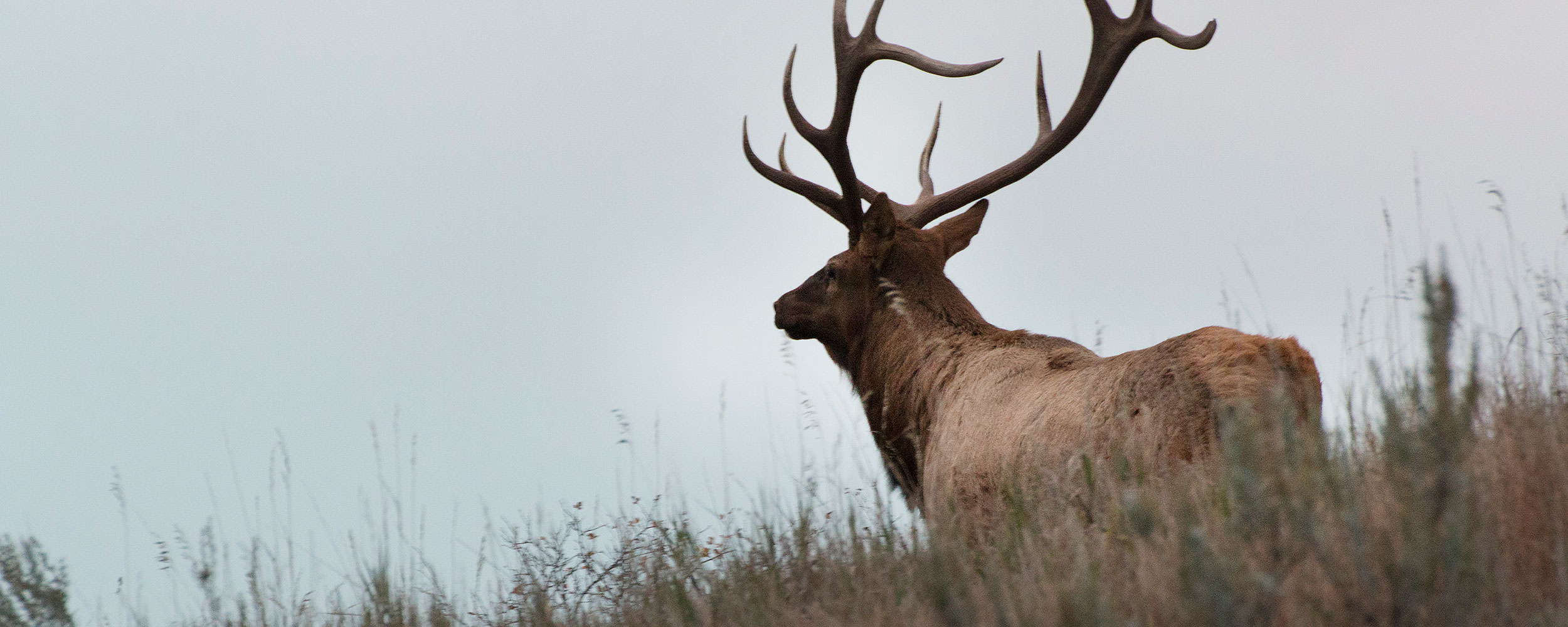 Elk walking away