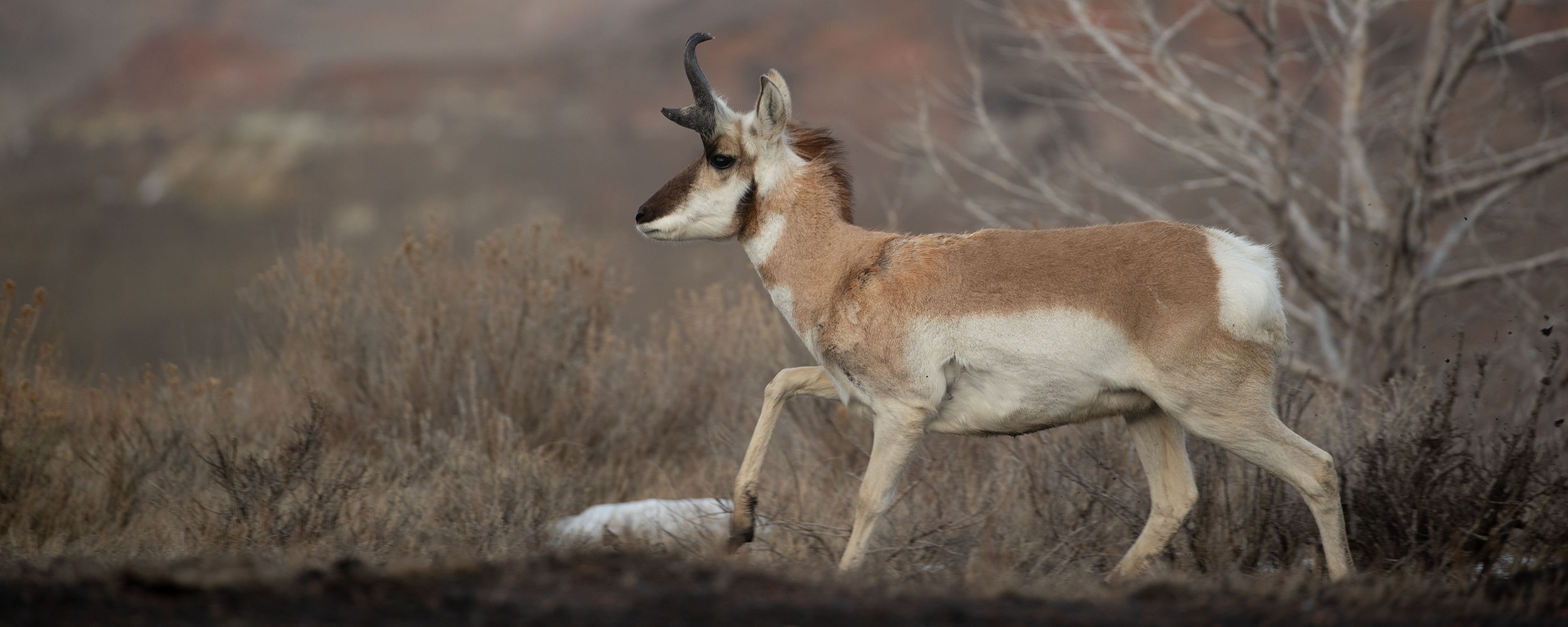 Pronghorn