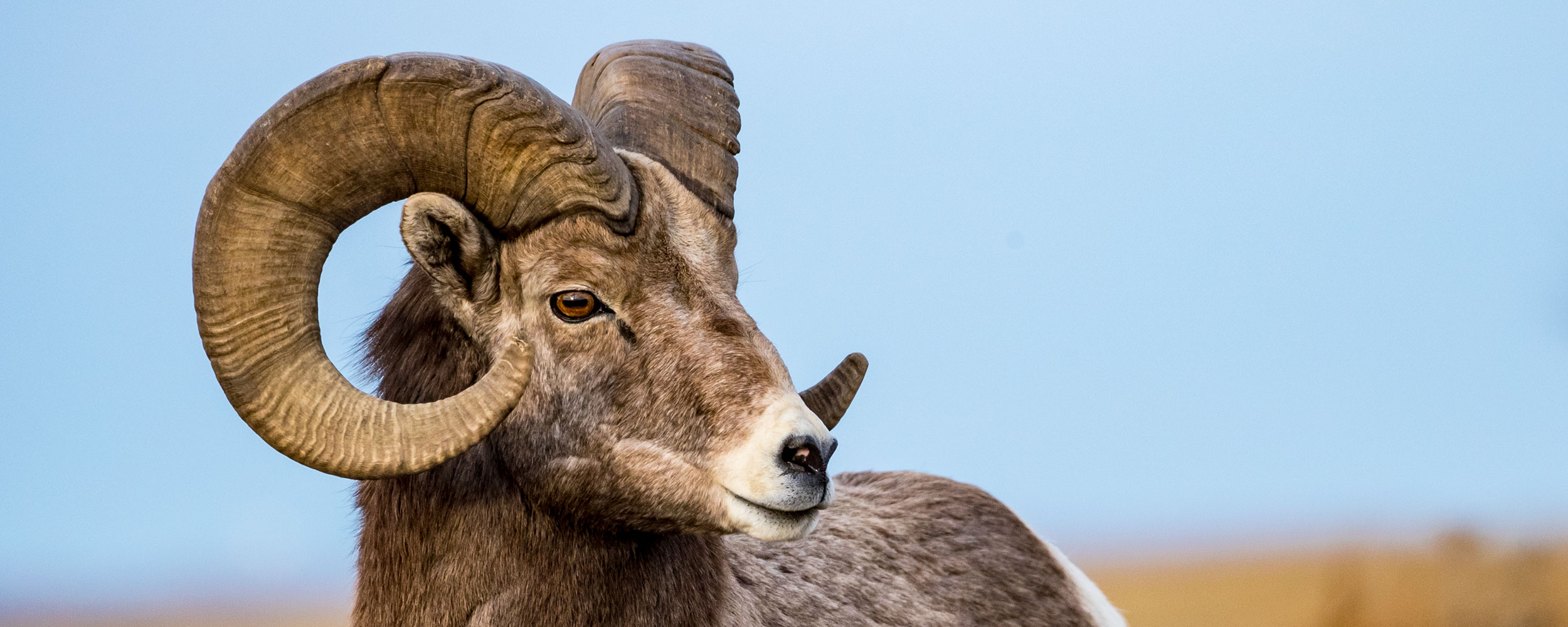Bighorn sheep ram
