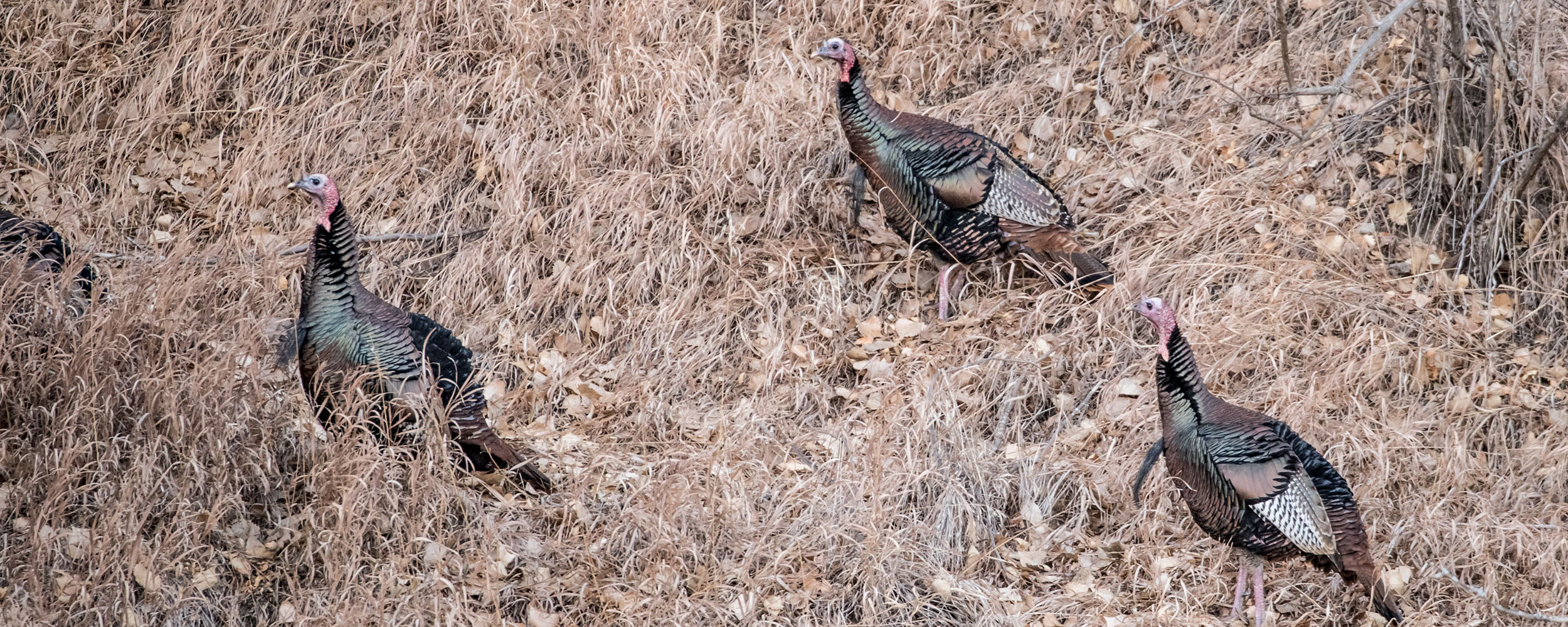 Wild turkey on hill