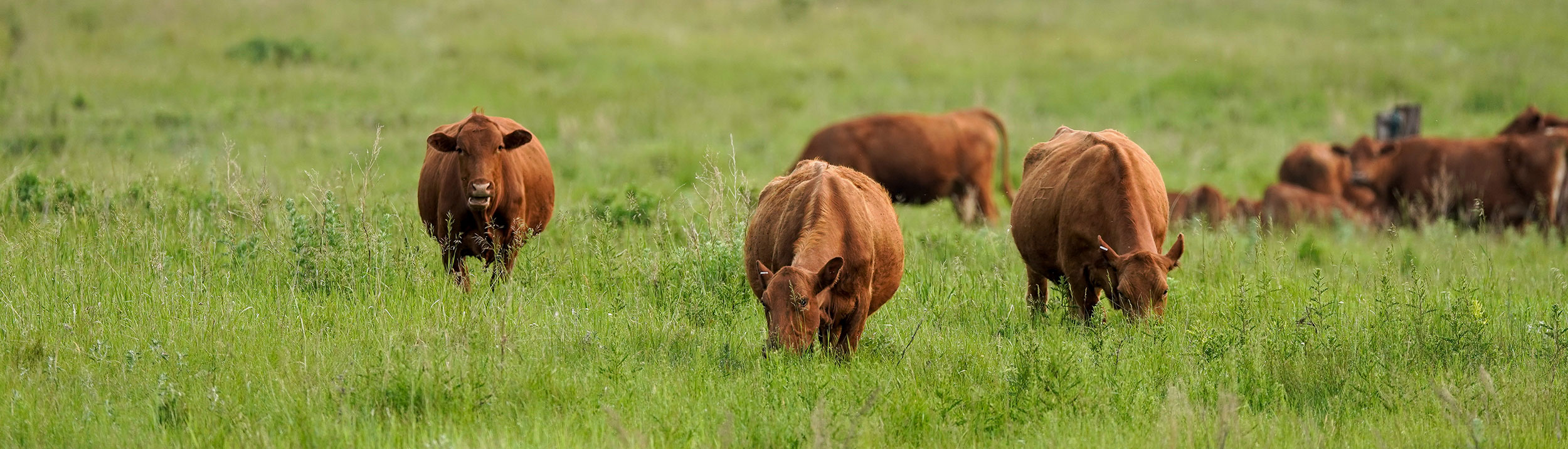 Prairie