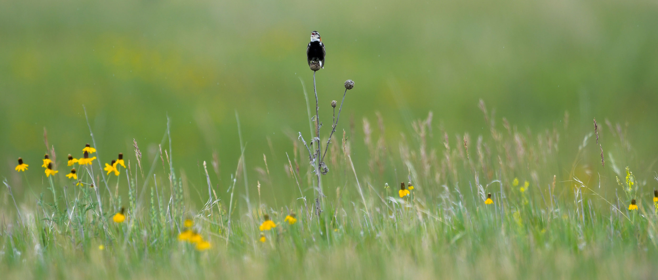 Chestnut-collared longspur singing