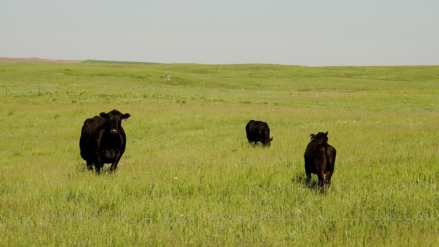 Cattle in a grassland
