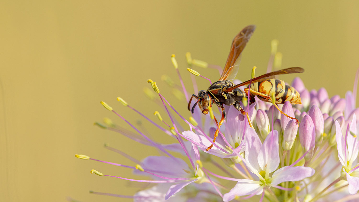 Wasp on flower