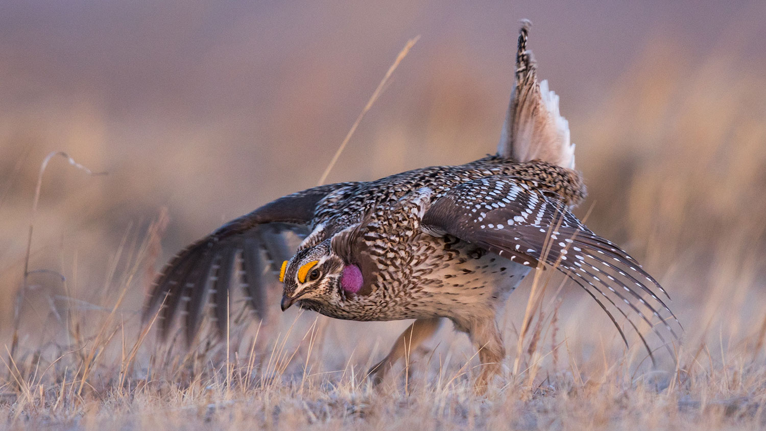 Sharptail displaying