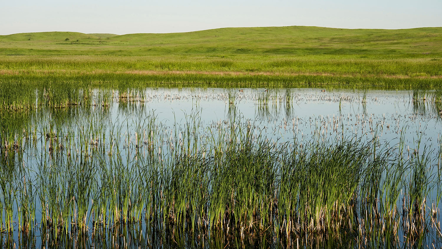 Wetland in prairie