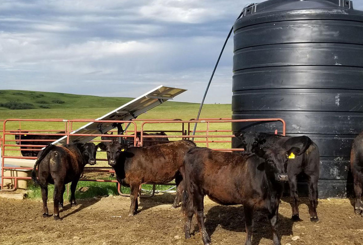 Cattle around a watering structure