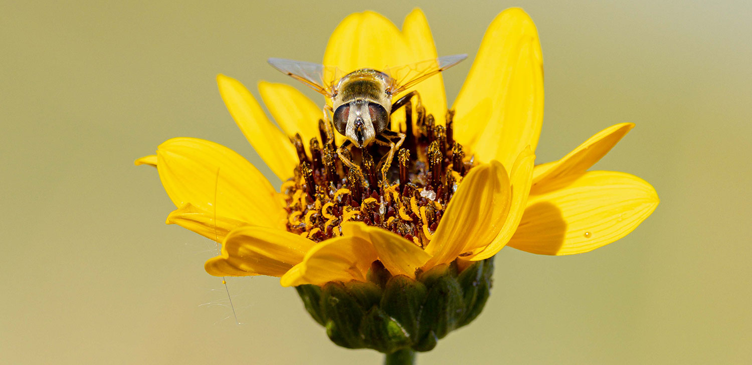 Hoverbee on a Maximillian sunflower