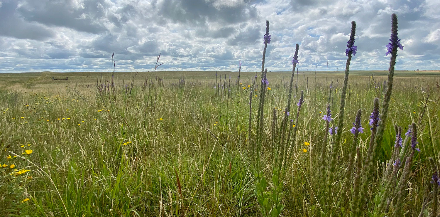 Prairie