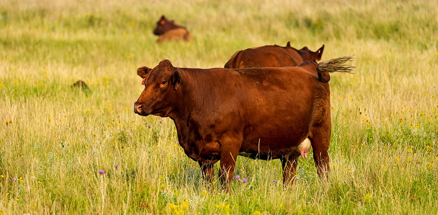 Grazing cattle