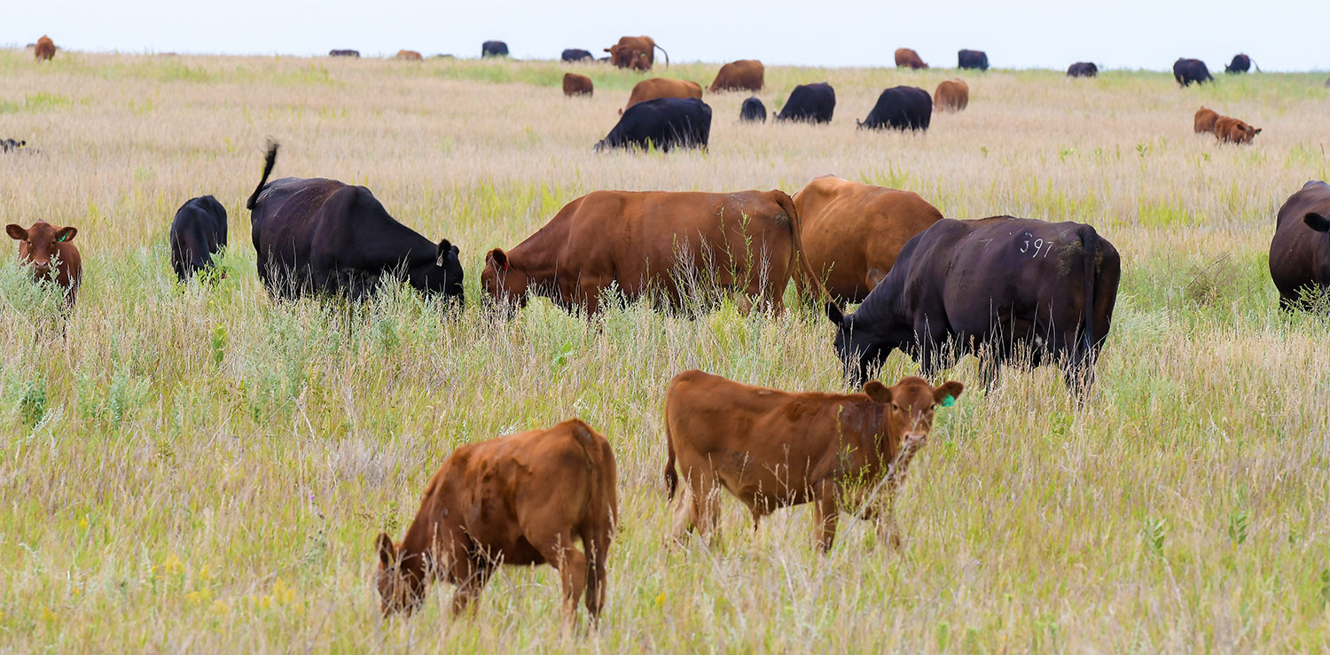 Grazing cattle