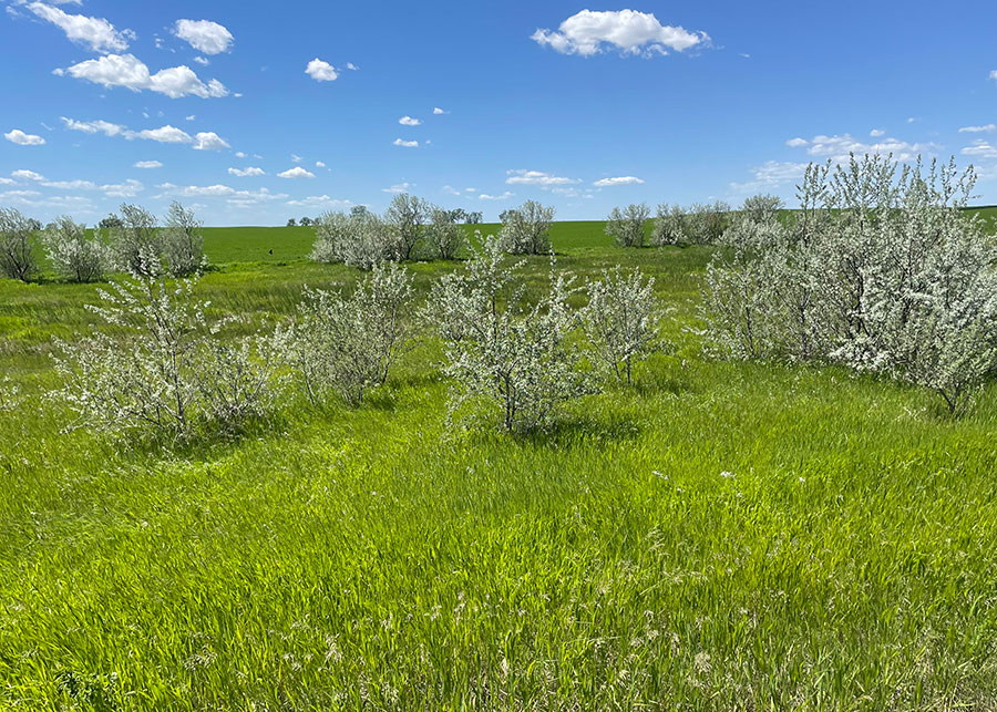 Russian olive trees in a field