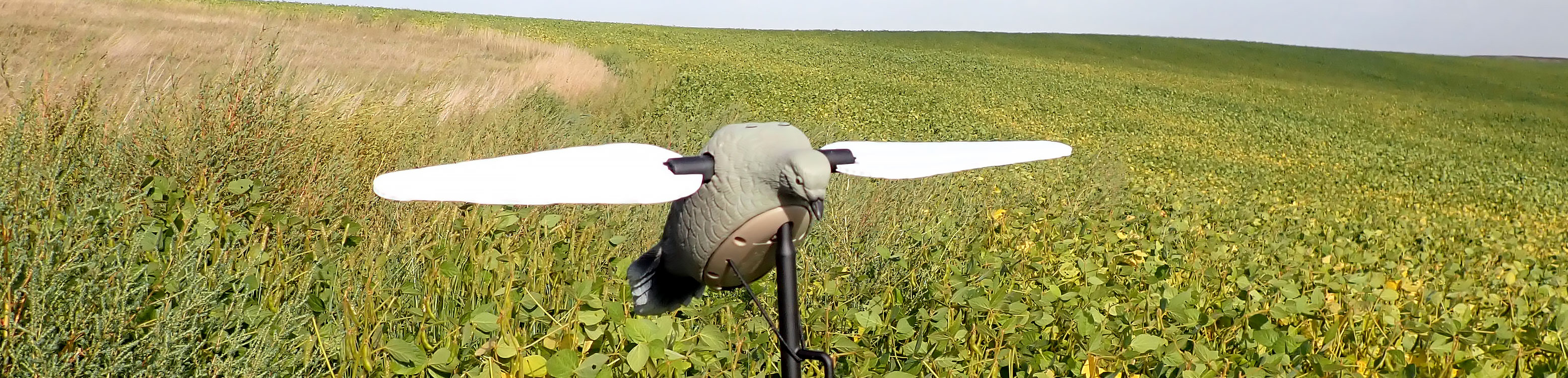 Dove decoy in field