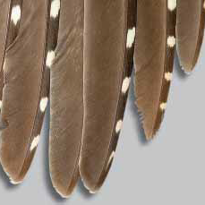 Sharptail Tail Feathers