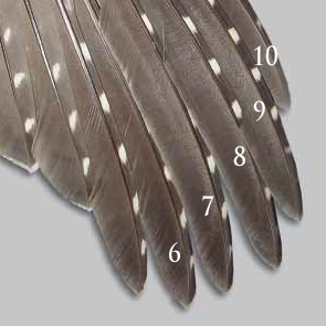 Feather Numbering