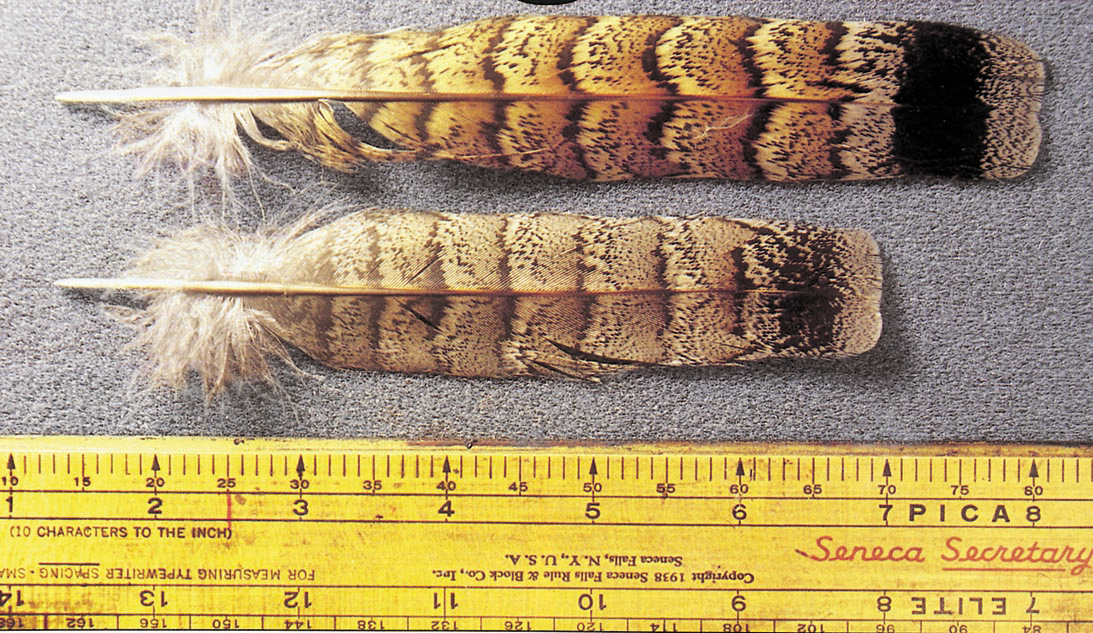 Ruffed grouse tail feathers