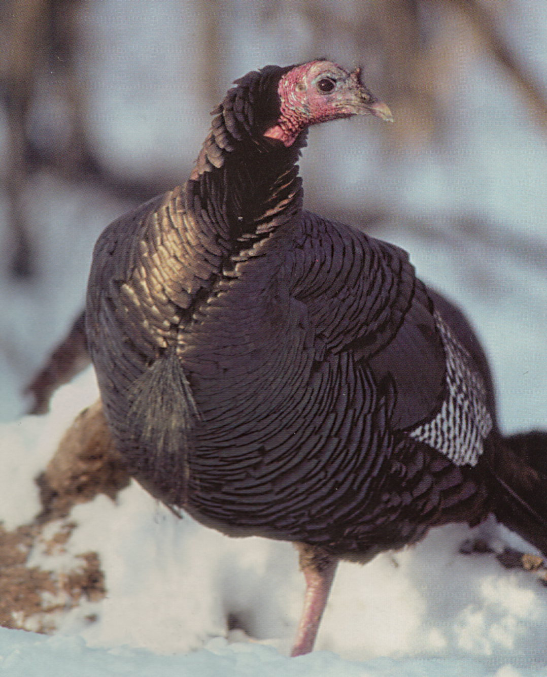 Male turkey