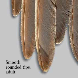 Smooth Edges - adult