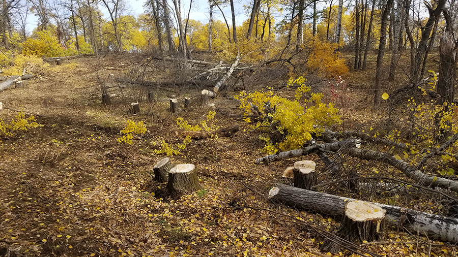 Aspen area post clearcut