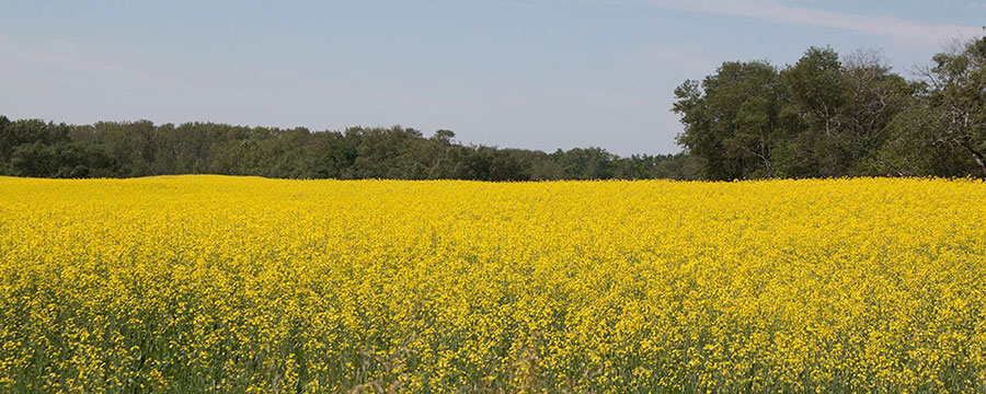 Cropland