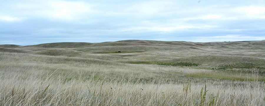 Grasslands