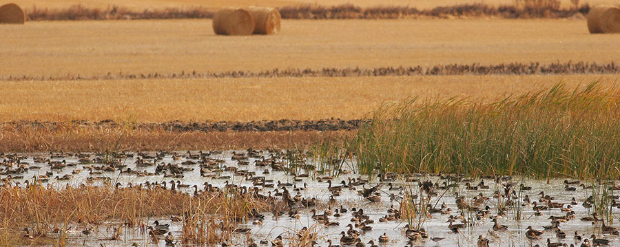 Ducks in wetland by crop field