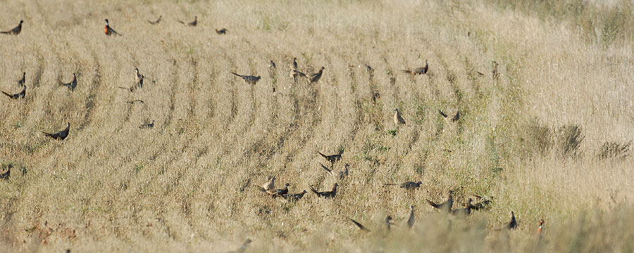Pheasants in crop field