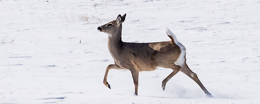 White-tailed deer on snowy field