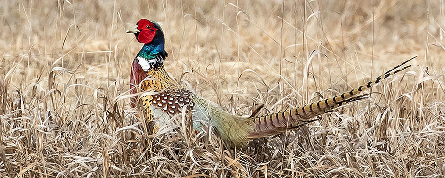 Pheasant rooster in field