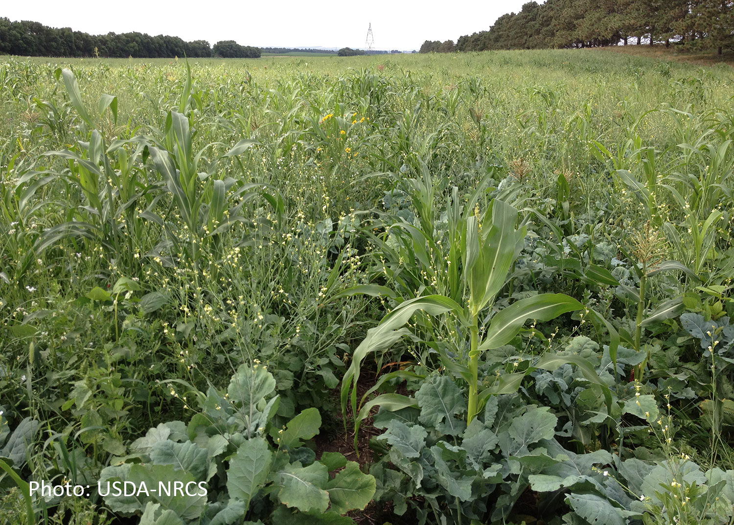 Cover crops in field