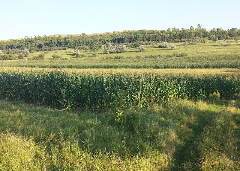 Food plot