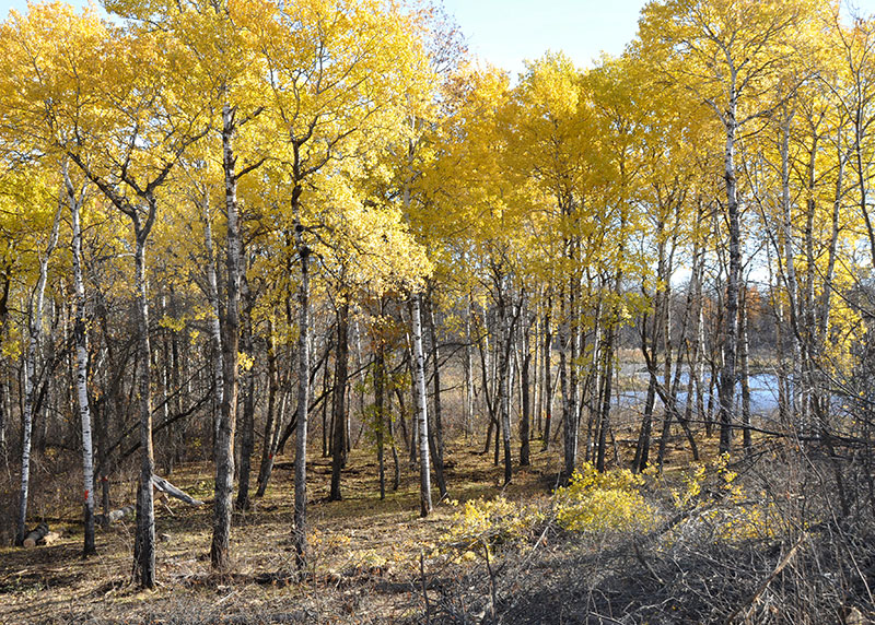 Forested land edge