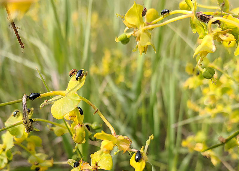 Leafy spurge beetles