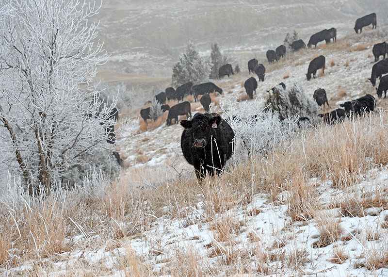 Cows in snowy field