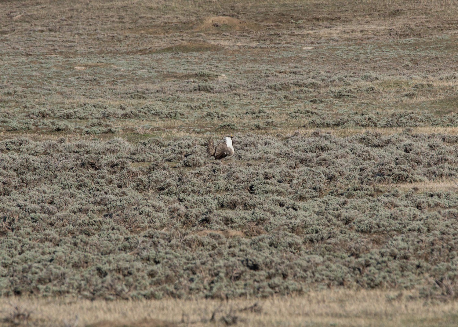 Sage-grouse in big sagebrush habitat