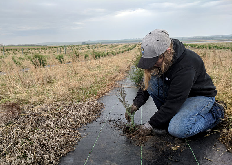 Worker planting a tree in a tree row