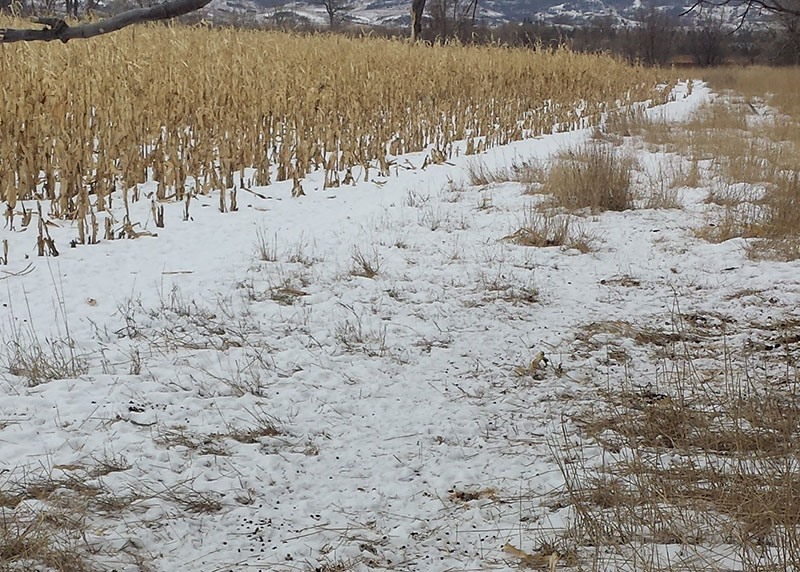Unharvested crops in field during winter