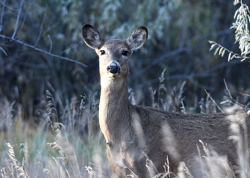 White-tailed doe in open wooded area