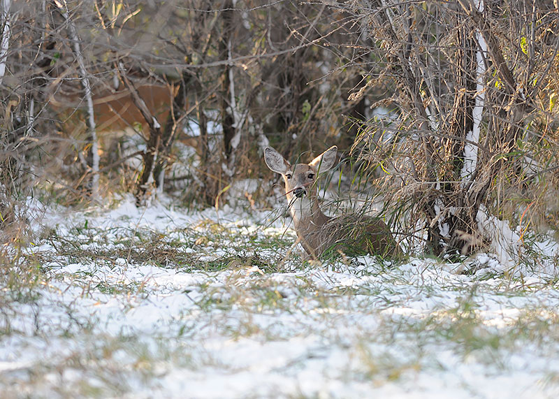 White-tailed deer doe and fawn standing on snow covered pond