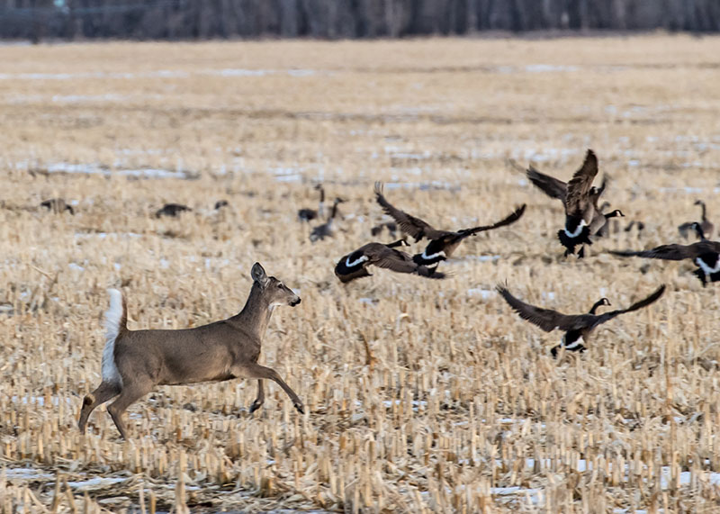 White-tailed doe running across stubble field causing Canada geese to fly up