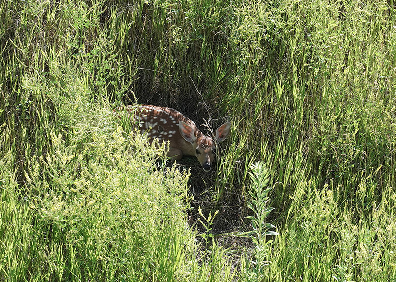 White-tailed fawn lying in tall grass